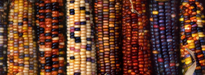 Autumn Fall Corn Facebook Covers